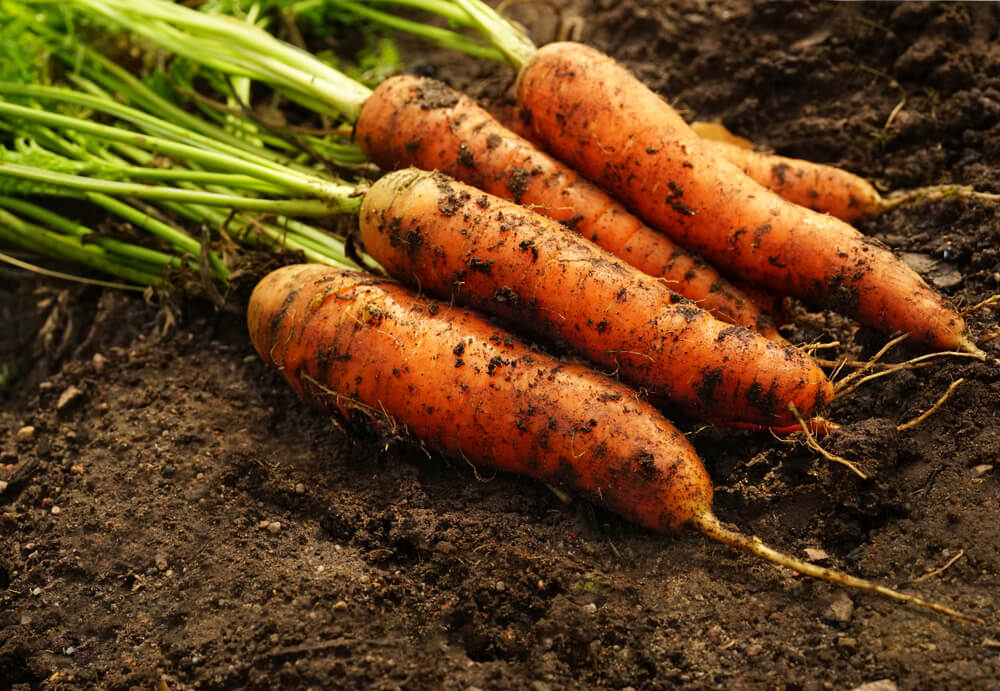 Karotten ernten