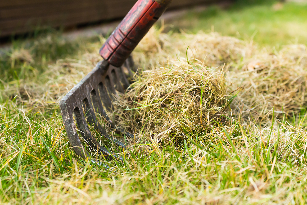 A quick guide to getting your lawn looking great ? Love The Garden