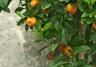 Orangen-, Zitronenbäumchen