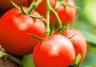 Comment cultiver les tomates 