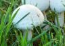 How to get rid of mushrooms on your lawn | Love the Garden