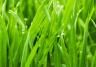 Tips to kick start your lawn