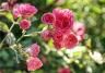  Ochrona róż przed chorobami i szkodnikami