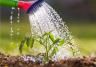 Susza a rośliny ogrodowe – jak poradzić sobie z brakiem opadów?