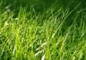 A quick guide to getting your lawn looking great | Love The Garden