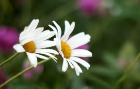 Close of of Chamomile Flower 