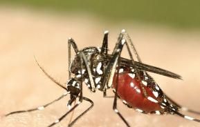 Gefahr durch Stechmücken