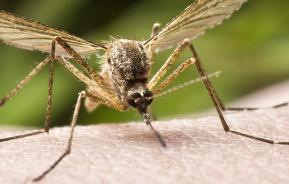 Lästige Stechmücken