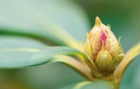 Rhododendron – Pflege
