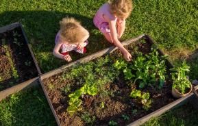 Zwei Kinder am Gemüsebeet