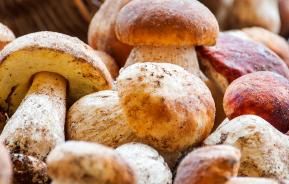 Poisonous and edible mushrooms