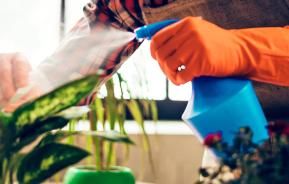 How to feed and water houseplants