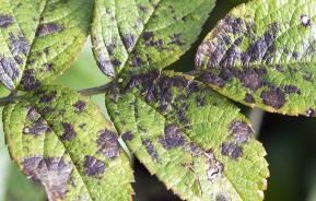 Common leaf problems and diseases 