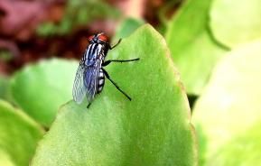 Cabbage root fly