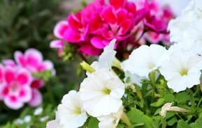 Top tips for balcony garden planters