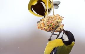 Wild bird food recipes