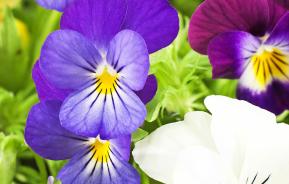 Pansy and Violets (Viola)