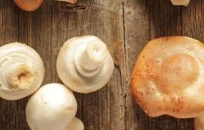 Edible Mushrooms (various species)