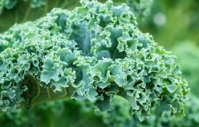 Kale (Brassica oleracea var. sabellica)