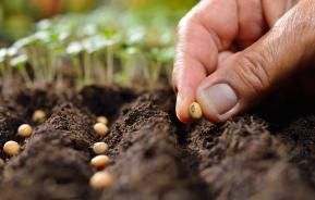Rozsada warzyw – jaką ziemię wybrać, kiedy siejemy warzywa na rozsadę?