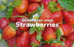 Grow your own strawberries 