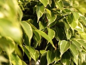 Birkenfeige - Ficus Benjamina 