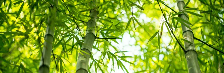 How to grow and care for bamboo | lovethegarden