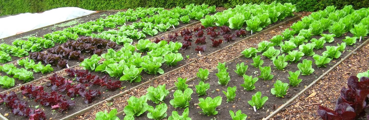 Crop rotation explained for gardening | lovethegarden