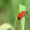 kleiner roter Käfer