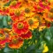 How to grow and care for Helenium