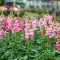 How to grow and care for Snapdragons
