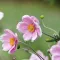 How to grow and care for Anemone 