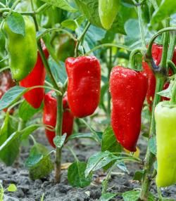 Paprika pflanzen, pflegen und ernten
