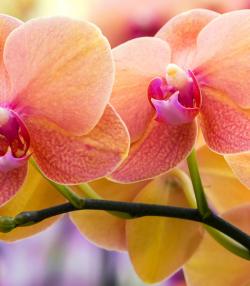 orchideen pflanzen