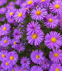 How to grow and care for Asters 