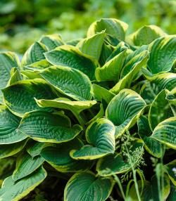 How to grow and care for Hostas
