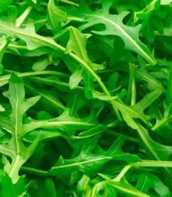 How to grow and care for Rocket salad leaves
