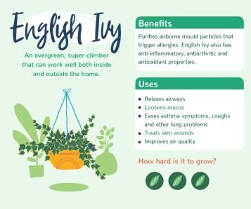 Plants with benefits - English Ivy