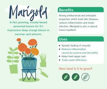 Plants with benefits - Marigold