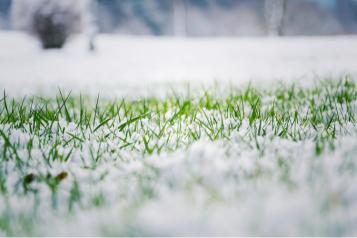 Trawnik zimą