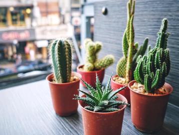 Cacti on urban indoor windowsill