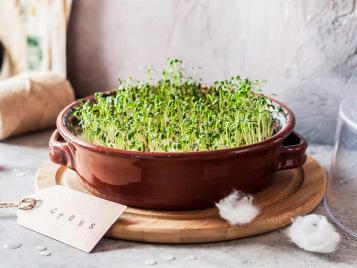 Growing cress in a bowl