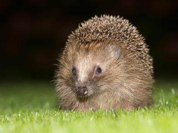 Hedgehogs eat snails and slugs