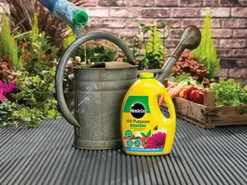 Mixing Miracle-Gro All Purpose Plant Food Liquid in a watering can