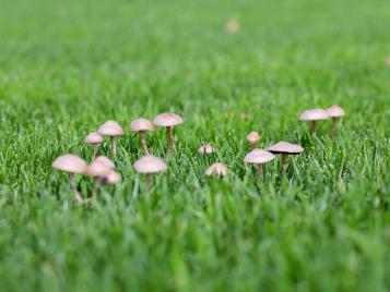 Mushrooms in a lawn
