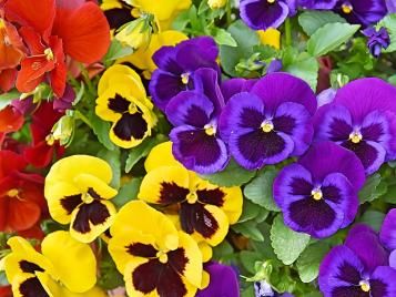 Pansies in bloom, many colours