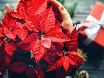 Poinsettias make perfect Christmas gifts