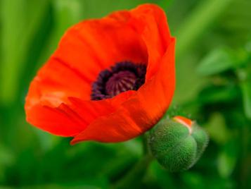Close up of a poppy flower