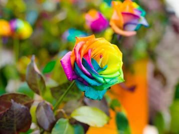 Growing rainbow roses in garden