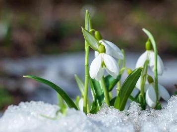 Snowdrops growing in winter/early spring